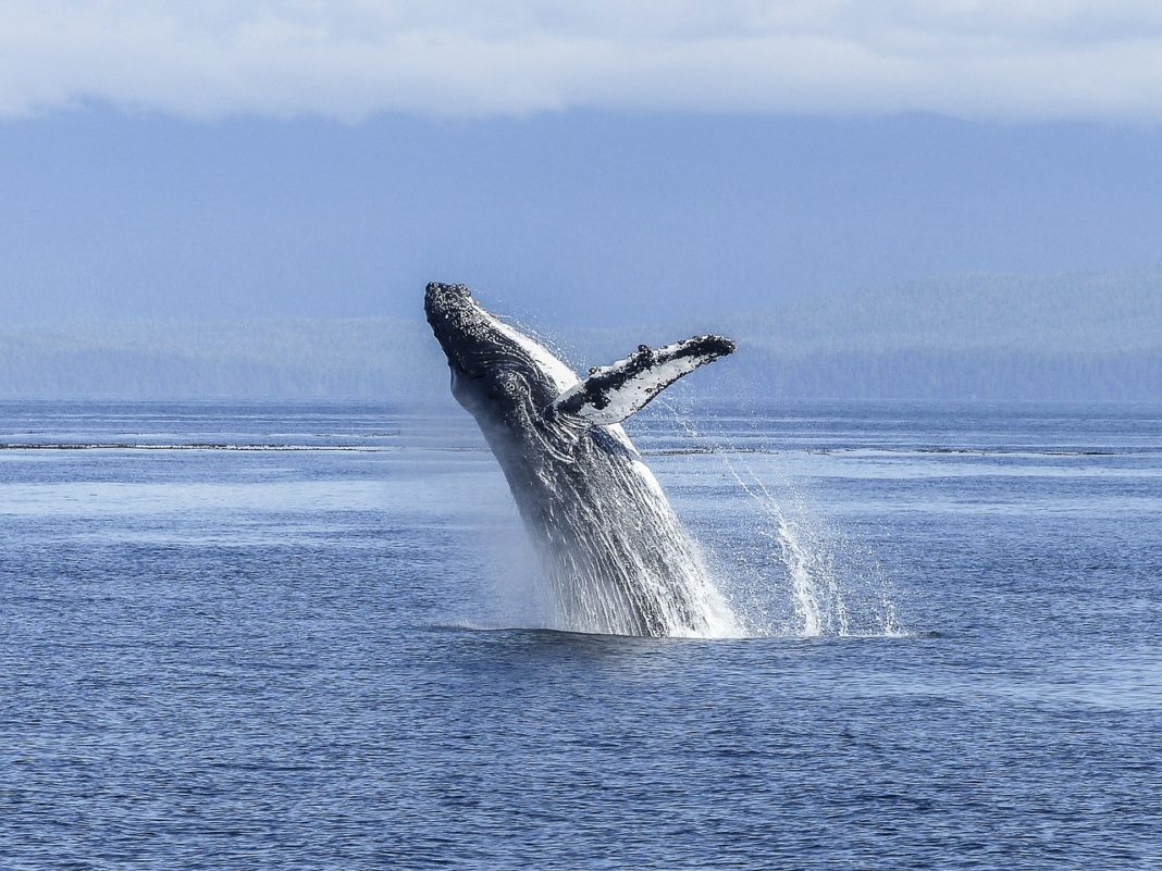 O estudo, realizado en Nova Zelandia, analizou as feces das baleas. 