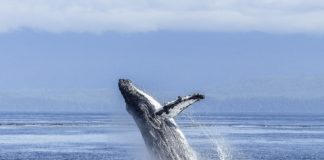 O estudo, realizado en Nova Zelandia, analizou as feces das baleas.
