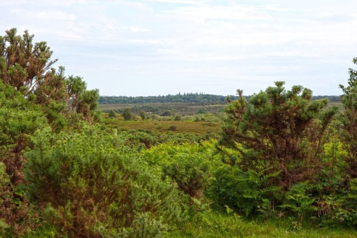 Galicia ten máis superficie de matogueira que zonas adicadas á agricultura e á gandería.