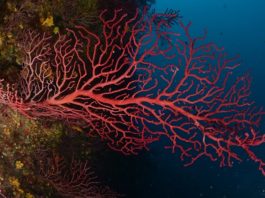 Exemplares de coral Paramunicea clavata. Crédito: UB