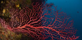 Exemplares de coral Paramunicea clavata. Crédito: UB