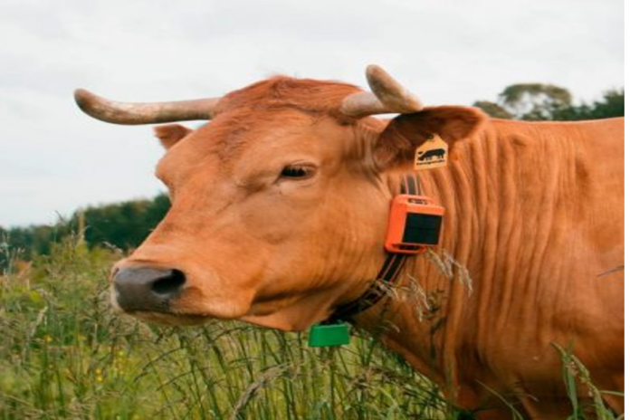 O dispositivo de Innogando permite unha monitorización case total do animal.