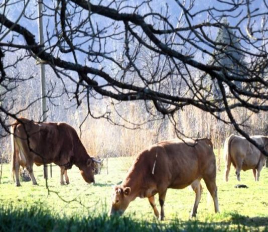 Vacas de raza Rubia Galega. Foto: Santi Alvite.