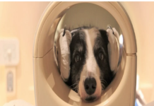 Un dos cans sométese a un escáner cerebral nunha máquina de resonancia magnética. (Eniko Kubinyi)