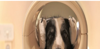 Un dos cans sométese a un escáner cerebral nunha máquina de resonancia magnética. (Eniko Kubinyi)
