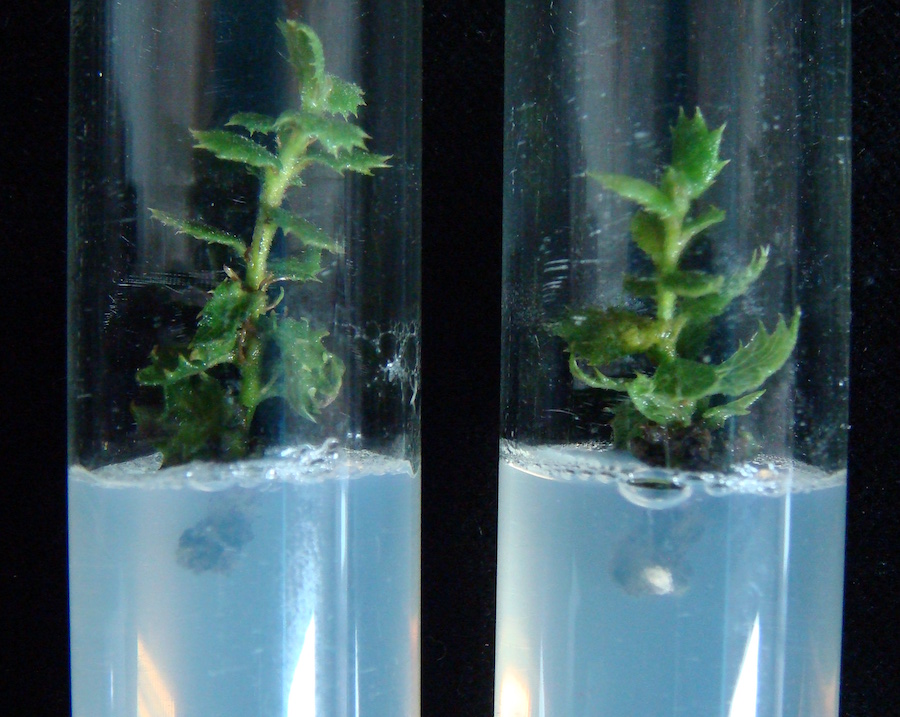 Dous brotes de aciñeira cultivados in vitro. Foto: CSIC