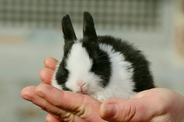 Os coellos non son peluches e necesitan unha serie de coidados nos fogares que garantan a súa calidade de vida.