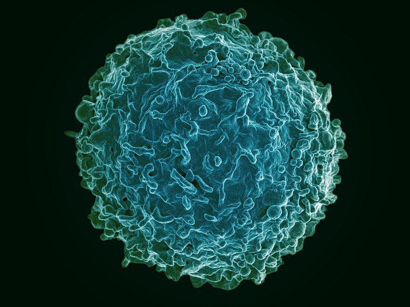 Imaxe dun linfocito B humano. 