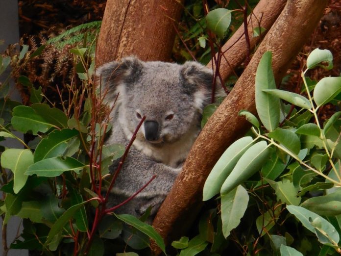 Os koalas son os grandes ameazados dos incendios en Australia.