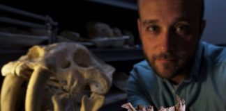 O investigador Ashley Poust sostén o fósil achado no xacemento. Ao fondo, un cráneo de "Smilodon", un dos macairodontinos máis coñecidos. Crédito: San Diego Natural History Museum