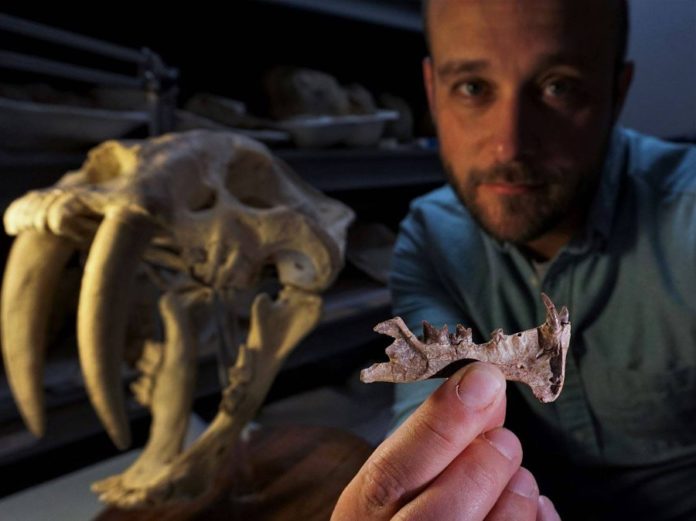 O investigador Ashley Poust sostén o fósil achado no xacemento. Ao fondo, un cráneo de 