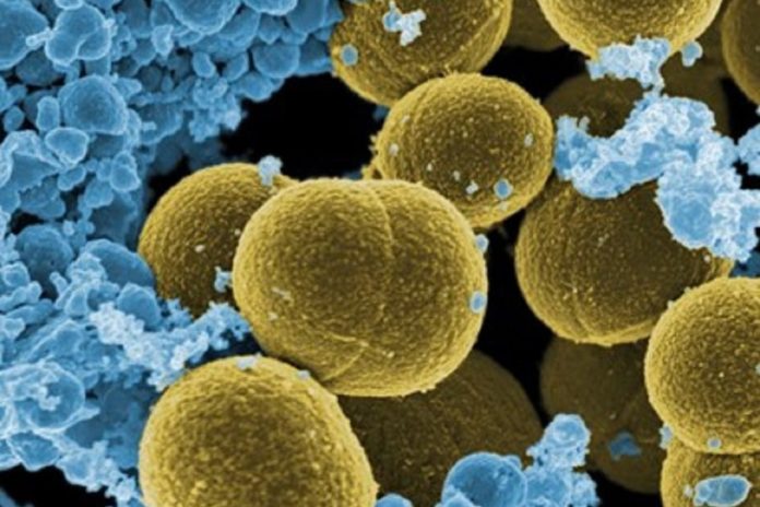 Imaxe da Bacteria de Staphylococcus aureus.