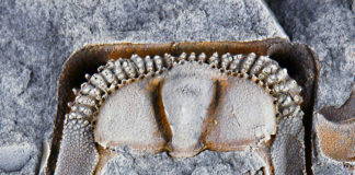 O cefalón do trilobites 'Fantasticolithus isabelae' conservado en pizarra, procedente da área de Kimbiri Alto no val do río Apurímac (Perú). Crédito: Carlos Alonso