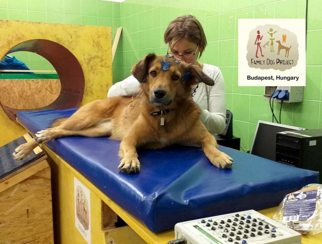 A investigadora coloca eléctrodos de maneira non invasiva a un dos cans que participou no estudo. /  Foto: Huba  Eleőd