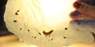 O verme da cera degrada o polietileno grazas a un encima presente na súa saliva. Foto: César Hernández.