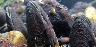 Imaxe de mexillón de río captada polo grupo de investigación Conservación de Peixes e Moluscos (CoPeMol) da USC