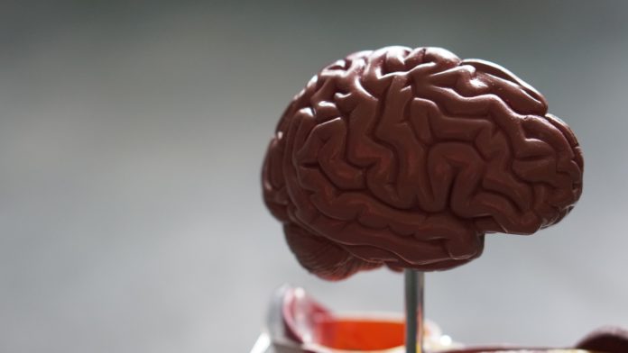 Imaxe dun cerebro. O párkinson é unha enfermidade neurodexenerativa. Foto: Unsplash