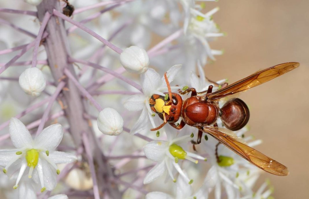 As picaduras de avespas asiáticas, fora do seu hábitat natural, poden presentar como síntoma nas persoas fallos renais. Fonte: Guideon Pisanty (Gidip)