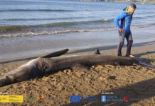 O exemplar de tiburón "momo", varado na praia de Santa Cristina. Foro: Cemma