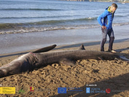 O exemplar de tiburón "momo", varado na praia de Santa Cristina. Foro: Cemma