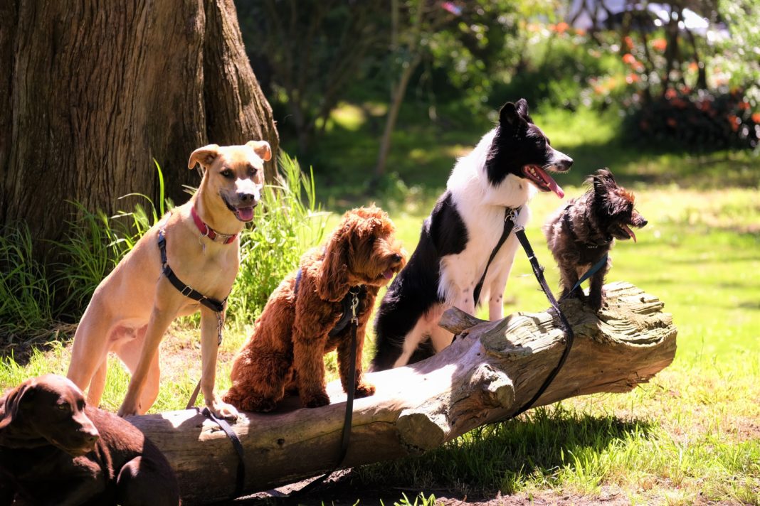 Identificado en cans bóxer en 1984, o parasito Neospora caninum é inofensivo para o ser humano, pero demostrou ser eficaz contra as células tumorales en ratos