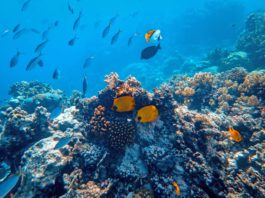 Os cambios no clima pasado e a distribución do hábitat de augas pouco profundas deron forma á distribución actual dos arrecifes de coral