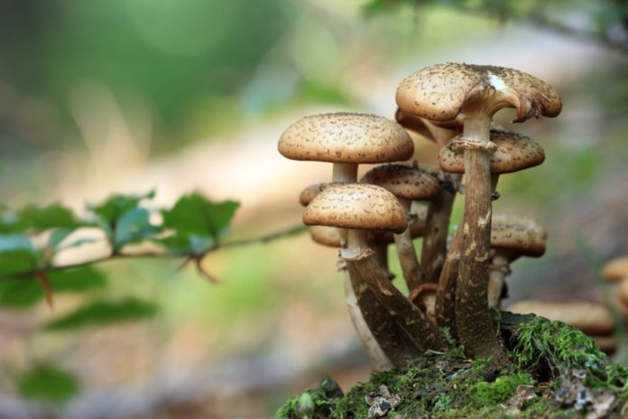 A investigación demostrou que diversos compostos procedentes de vexetais, poden limitar a capacidade de infectar da P. aeruginosa