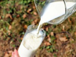 Actualmente, dous terzos dos adultos do mundo poden ser problemas leves se beben demasiado leite.