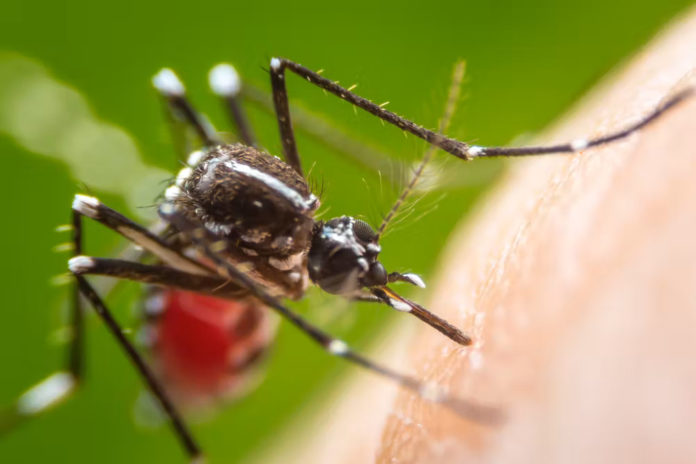 Exemplar de de Aedes aegypti. Shutterstock / khlungcenter.
