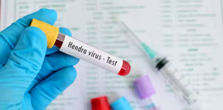 O virus Hendra ten unha alta taxa de letalidade. Crédito: Shutterstock / Jarun Ontakrai