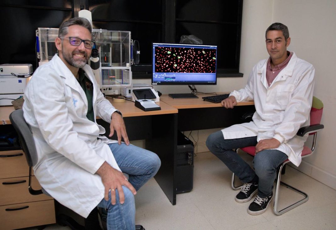 De esquerda a dereita, os investigadores Gabriel Bretones e Alejandro Piñeiro, os dous do departamento de Bioquímica e Bioloxía Molecular. Crédito: Universidade de Oviedo