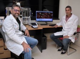 De esquerda a dereita, os investigadores Gabriel Bretones e Alejandro Piñeiro, os dous do departamento de Bioquímica e Bioloxía Molecular. Crédito: Universidade de Oviedo