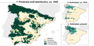 Evolución da distribución do lobo na península dende o século XIX á actualidade.