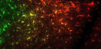 Redes astrocito-neurona no núcleo accumbens. Crédito: Marta Navarrete / CSIC