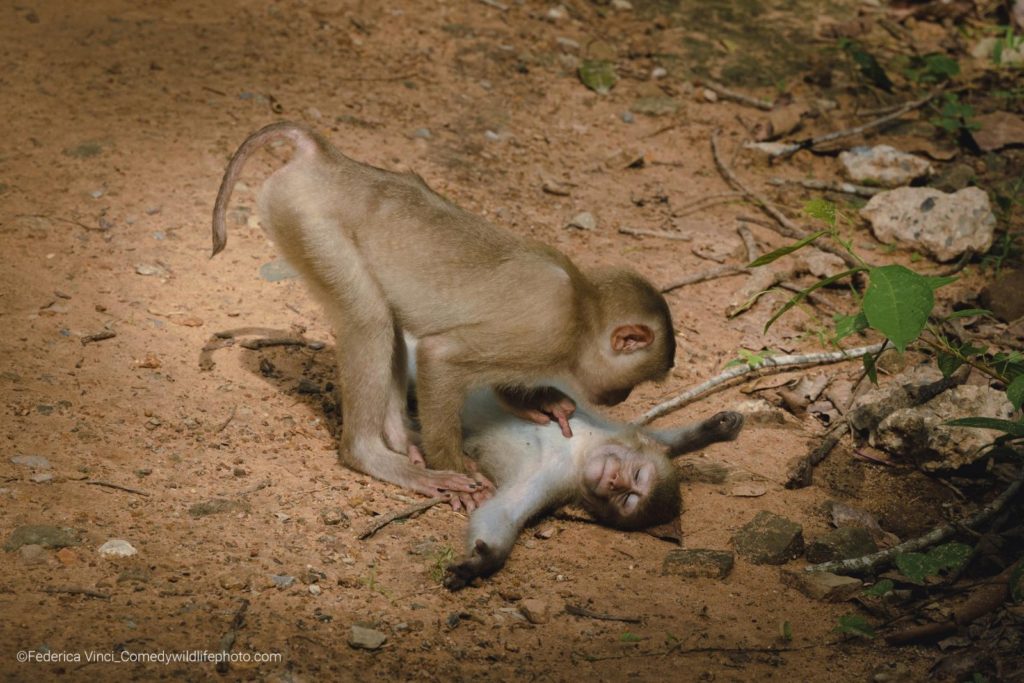'Monkey wellness center': preto dun templo camboxano, onde viven moitos monos silvestres, un coida do seu amigo, que está completamente relaxado. Crédito: Federica Vinci