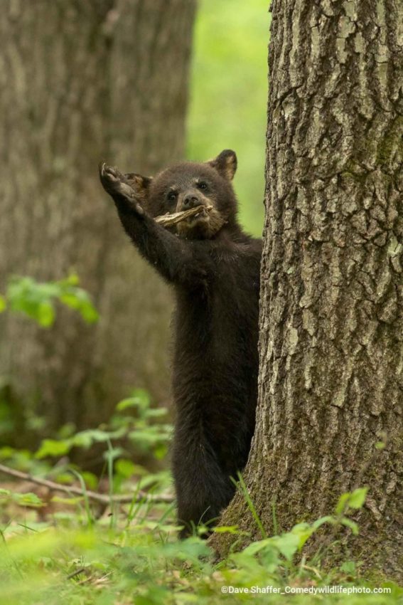 'Curtain Call II': Un oso xogando cun pau. Crédito: Dave Shaffer