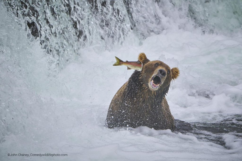 ‘Fight back’: un salmón golpe un oso na cara. Crédito: John Chaney