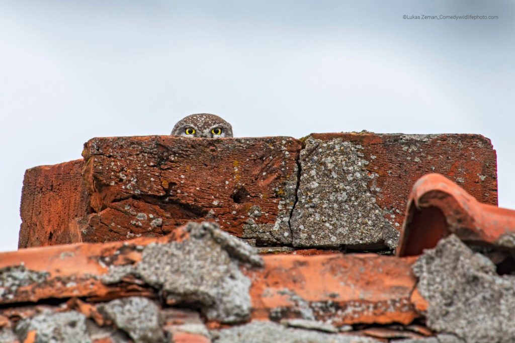 ‘You can’t see me, can you’: ç’Tight fit’: un pequeno búho escóndese na cheminea dunha casa abandonada en Bulgaria. Crédito: Lukas Zeman