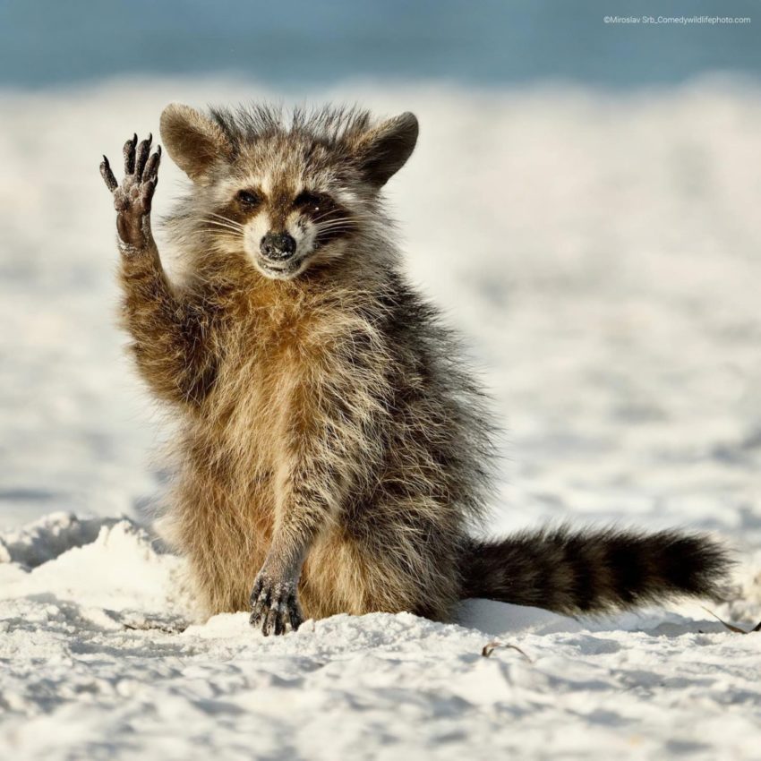 ‘Hello everyone’: un mapache nunha praia de Florida. Crédito: Miroslav Srb