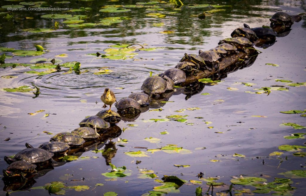 ‘Excuse me... Pardon me’: un pato camiña sobre unha ringleira de tartarugas. Crédito. Saverio Gatto