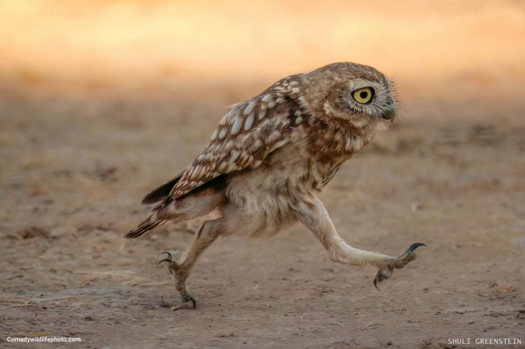 ‘Rushing little owl fledgeling’. Crédito: Shuli Greenstein