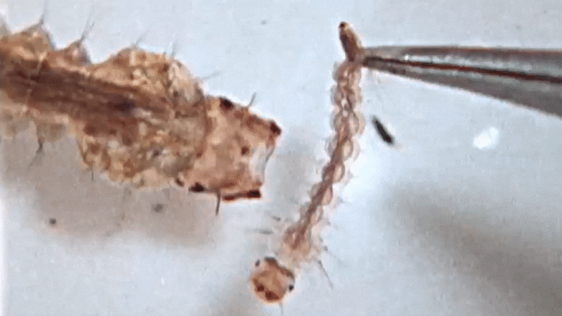 As larvas de mosquito lanzan as súas cabezas como pequenos arpones para atrapar ás súas presas