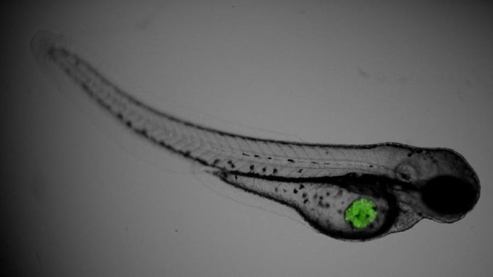 Exemplar de peixe cebra ao que se inxectaron células con melanoma mutado por BRAF que contiñan xa o composto velenoso do polbo