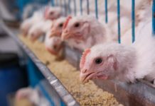 O traballador dunha granxa avícola de Guadalajara é o primeiro caso de gripe aviaria en humanos de España.