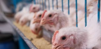 O traballador dunha granxa avícola de Guadalajara é o primeiro caso de gripe aviaria en humanos de España.
