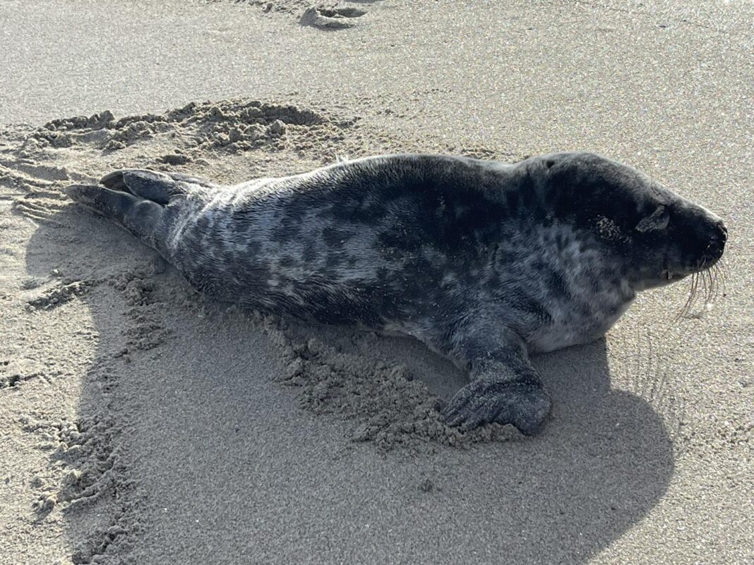 Aparición do lobo mariño na praia de A Limosa | Cervo Medio Ambiente