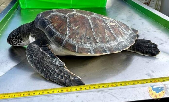 O exemplar de tartaruga verde xuvenil atopado en Bueu | CEMMA
