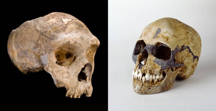 Cranio de neandertal (esquerda) e cranio de 'Homo sapiens' (dereita). Crédito: Museo de Historia Natural
