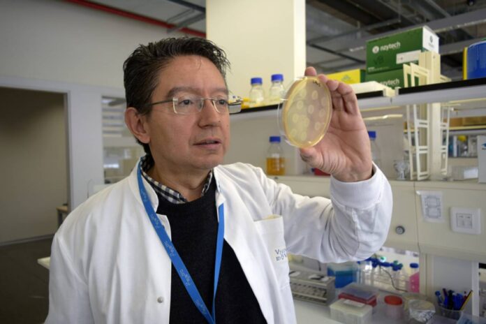 Alfonso Jaramillo, no laboratorio do l2SYSBIO coas bacterias que utiliza no seu proxecto. Crédito: CSIC