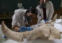 No xacemento atoparon cranios de rinoceronte da especie "Stephanorhinus hemitoechus". Crédito: CENIEH